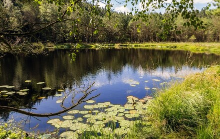 Mümmelkensee auf Usedom. Derzno, CC BY-SA 4.0